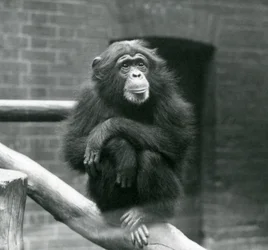 Vrouwelijke chimpansee Daisy zit op een tak in haar verblijf in de London Zoo, september 1923